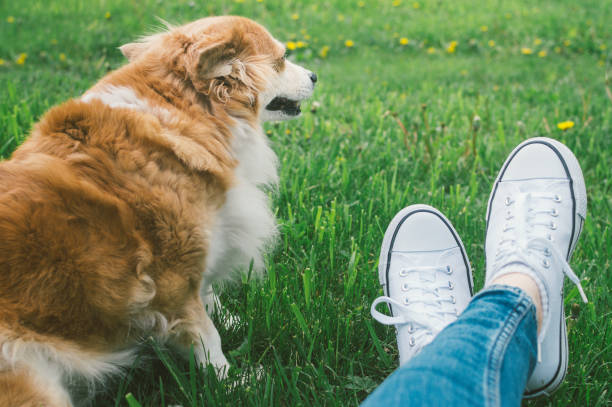 istock Owner in white sneakers sits on the grass with her ginger dog 1322717758