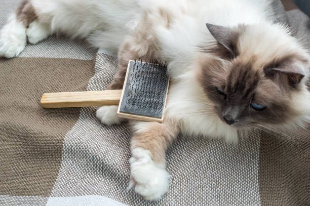 istock cat sits with a brush for combing wool. Molt concept 1322717779