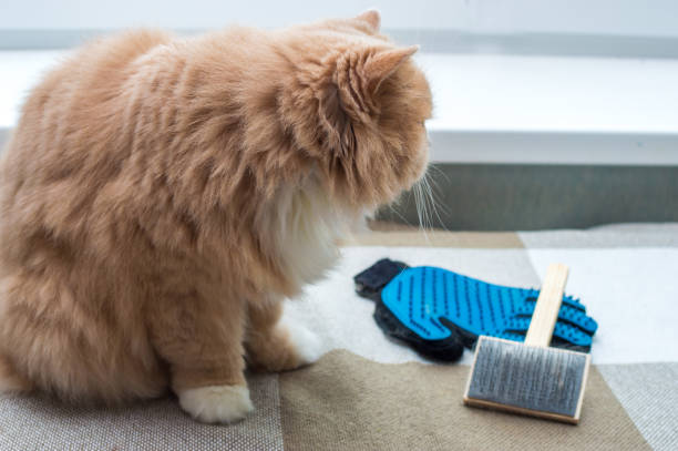 gato se sienta con un cepillo y un guante para peinar la lana. concepto molt - grooming dog pets brushing fotografías e imágenes de stock