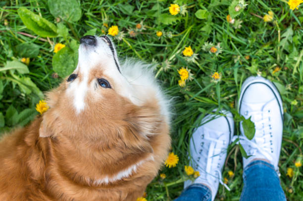 istock Owner walks with her ginger dog in the park. Top view 1322717871