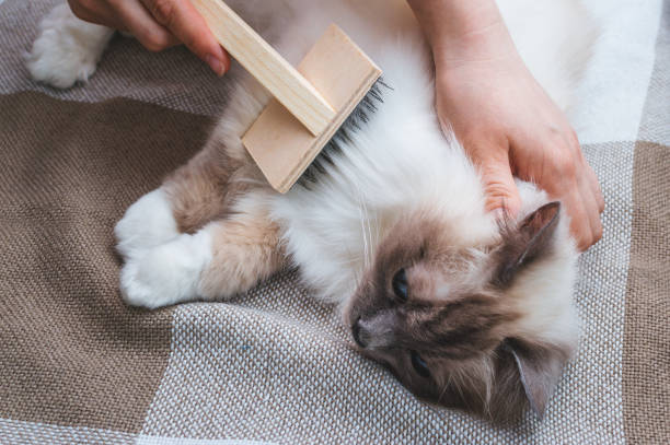 シャギー猫のブラシの髪をくしゃくしゃにする所有者 - pet grooming ストックフォトと画像