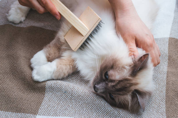 Owner combing the hair of a shaggy cat brush stock photo