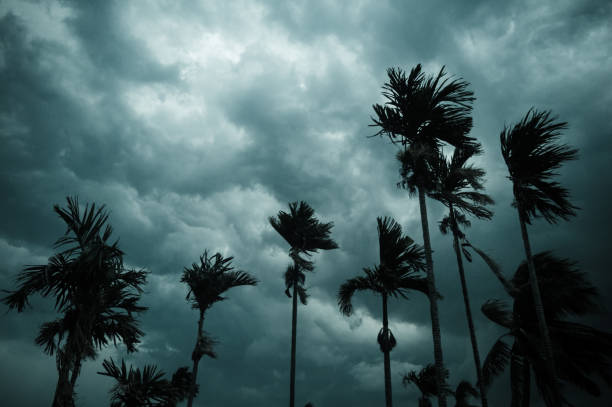 짙은 검은 색 의 폭풍 구름은 여름 일몰 하늘 지평선을 덮었다. 노르웨스터스 칼바히 보르도이실라 뇌우 폭우 가루전에 흐릿한 코코넛 야자수 위로 강풍이 불고 있습니다. - hurricane 뉴스 사진 이미지