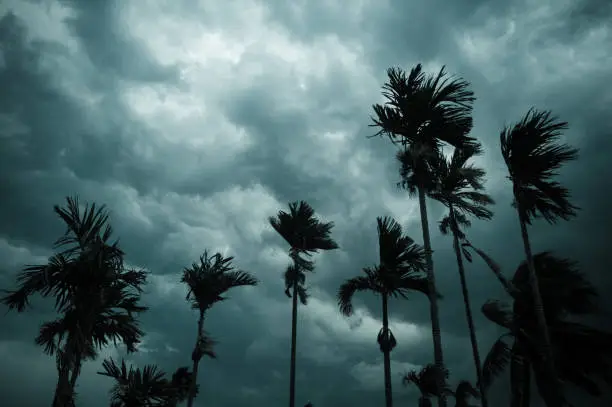 Photo of Thick dark black heavy storm clouds covered summer sunset sky horizon. Gale speed wind blowing over blurry coconut palm tree before Norwesters Kalbaishakhi Bordoisila thunderstorm torrential rain.