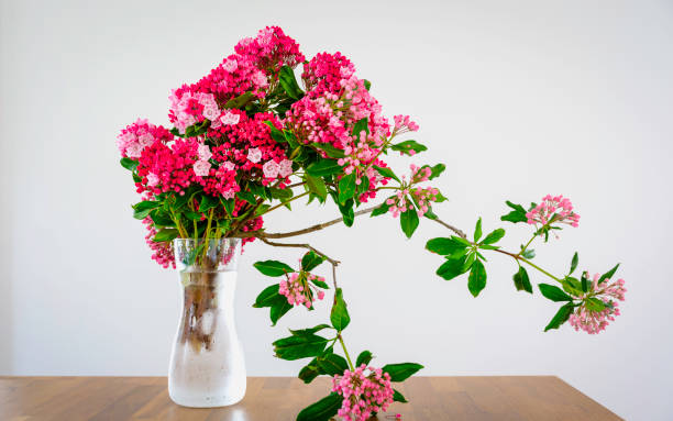mountain laurel flowers and branches in glass on wooden table against a white background, ikebana style arrangement - cut flowers white small still life imagens e fotografias de stock