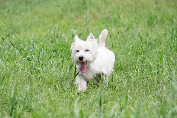 Cute white scottish terrier puppy is walking on a green grass and looking at the camera. Pet animals. Purebred dog.