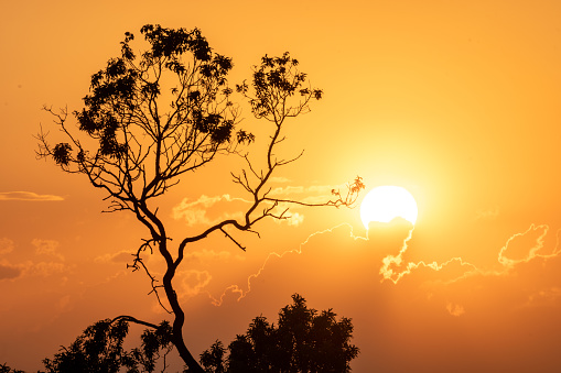 cloudy sunset in the golden hour with the silhouette of a tree in the foreground. Image that looks like African savannah