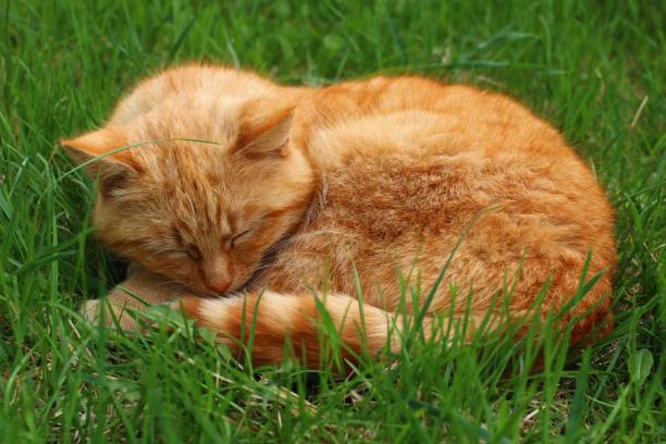 istock Beautiful red cat sleeping in the grass. 1322721217
