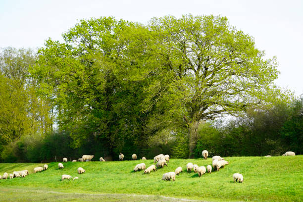 istock Flock of sheep grazing in a pasture 1322721835