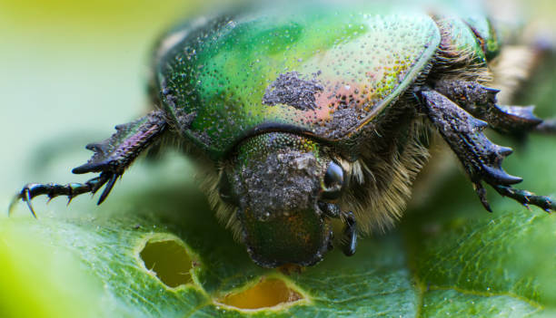 istock A macro of a green bug 1322722535