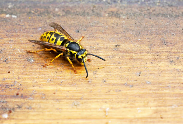 istock Wasp on a brown wooden background. Insect close up 1322723008