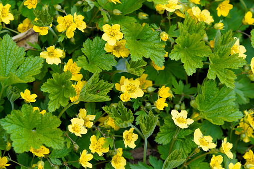 Waldsteinia ternata, golden strawberry close-up. Green perennial in the garden with yellow flowers. Hardy plants. Low-maintenance ground cover