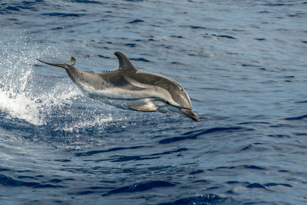 istock striped Dolphin while jumping in the deep blue sea 1322723081