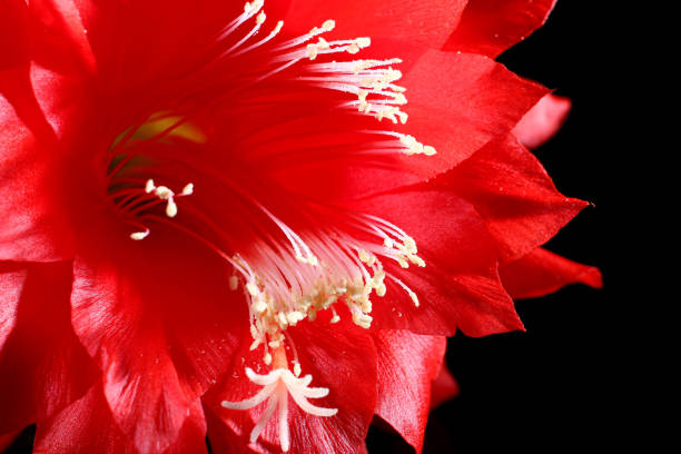 Beautiful red flower on a black background close-up.