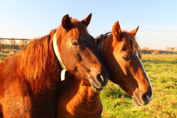 istock Two brown horses graze in summer 1322724274