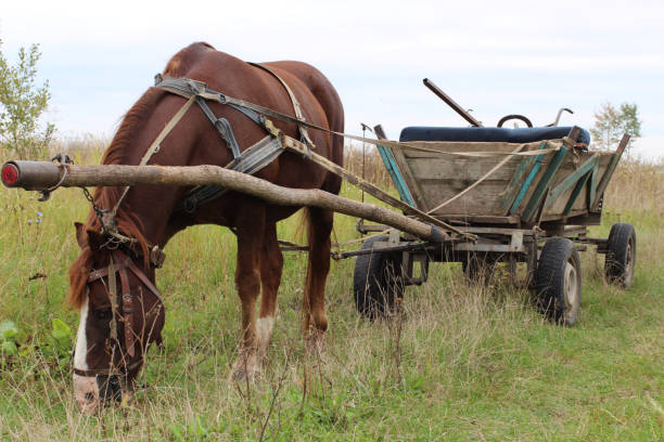 istock Horse with cart in summer. 1322724290
