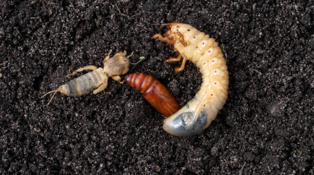 istock Agricultural pests on the soil. May bug larvae, pupa moth and european mole cricket 1322725142