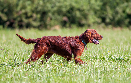Happy irish setter pet dog puppy walking in the grass in summer