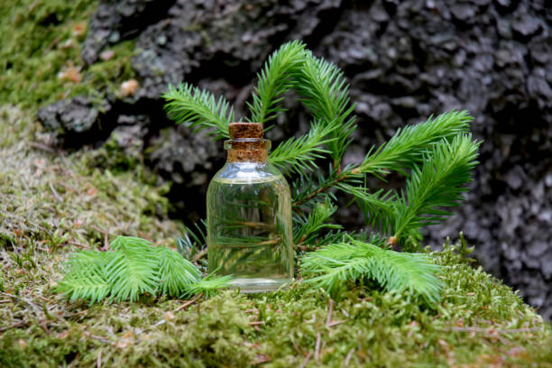 istock oil from young shoots of spruce 1322726180