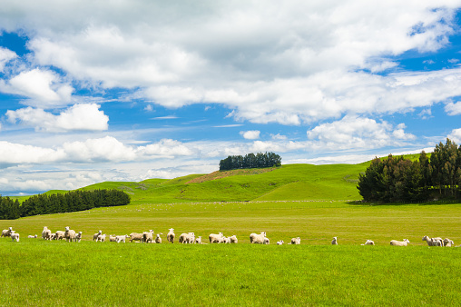 Common view in the New Zealand - hills covered by green grass with herds of sheep