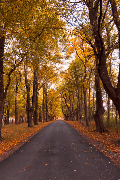 istock A straight lane is lined with maple trees in the fall in Wisconsin. 1322726605