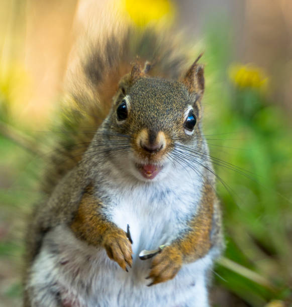 istock Close Up of Squirrel in Summer 1322727796