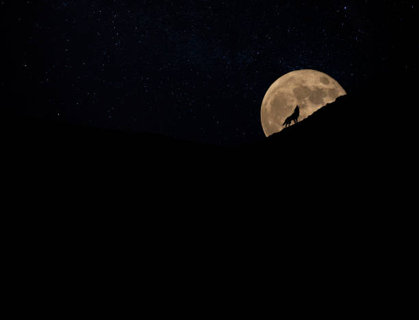 The Great Wolf Howling at a Full Moon Dark Night.