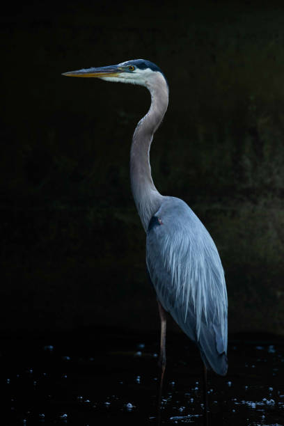 istock Great Blue Heron Perched on a Rock in Shallow Waters 1322729155