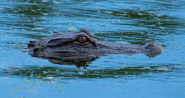 istock Alligator Lurking in a Lake 1322729705