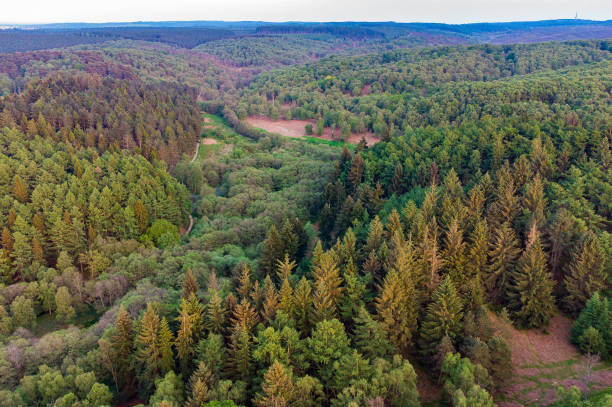 Top down aerial view of deciduous trees in forest, Cannock Chase, Staffordshire, England, UK