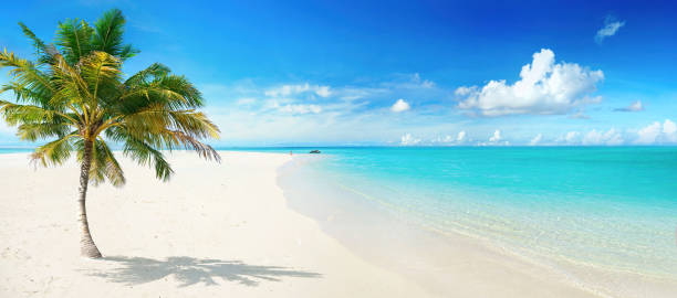 istock Beautiful palm tree on tropical island beach on background  blue sky with white clouds and turquoise ocean on sunny day. 1322731319