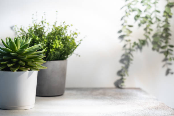 Home plant in gray concrete pot