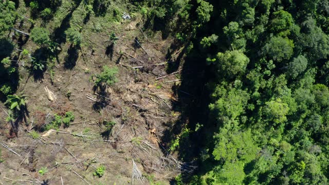 Aerial view over the separation line between deforestation and tropical forest