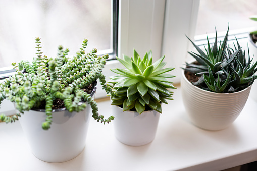 green succulent plants in white flower pots on white background near the window.