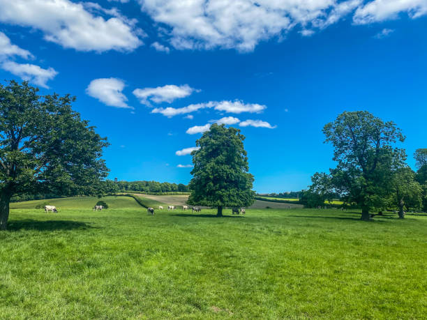 istock Wentworth / Field Of Cows 1322733796