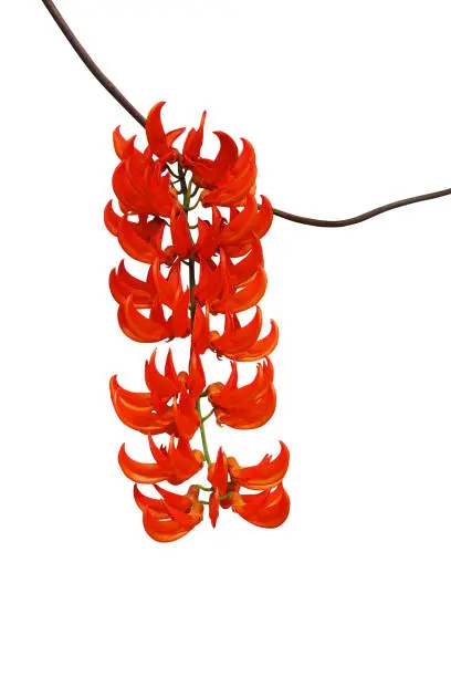 Vivid orange-red flowers chained cascading cluster of Red Jade Vine or New Guinea Creeper (Mucuna bennettii) the tropical rainforest garden vine plant isolated on white with clipping path.