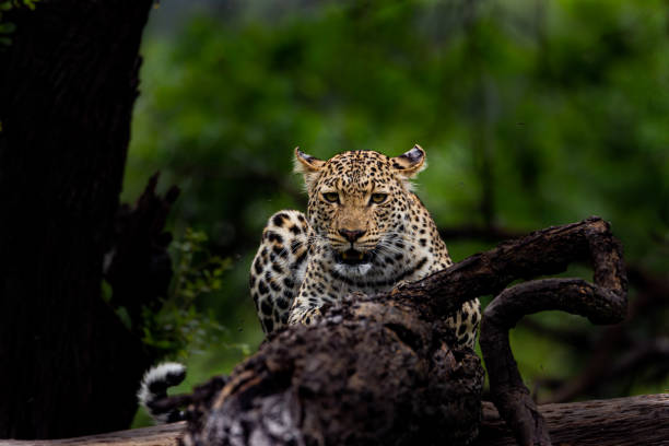 istock close up portrait of leopard 1322738119