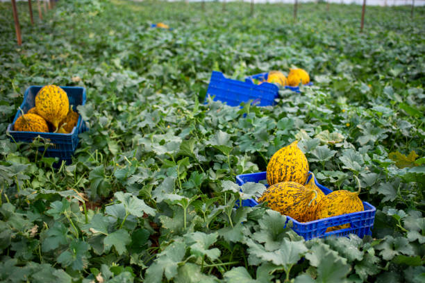 Organic yellow melons. organic yellow melons.
Organic melons in the big melon field. Delicious summer fruit melon in fresh green leaves.Single and bulk melons in the field yellow melons field stock pictures, royalty-free photos & images