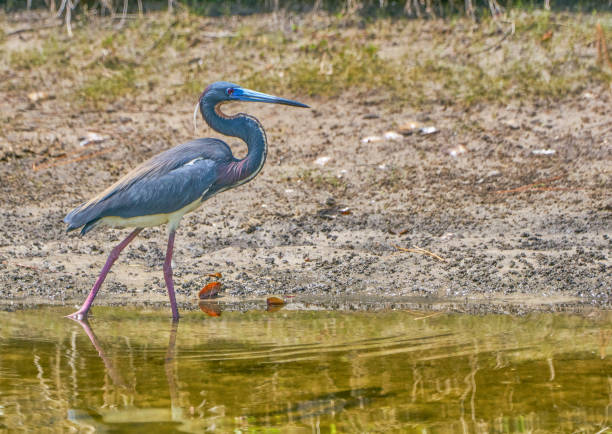 garça tricolor com plumagem de acasalamento total no orlando wetlands park na flórida central - tricolored heron - fotografias e filmes do acervo