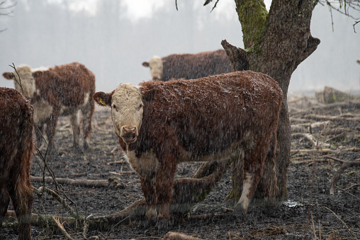 Hereford cattle, Cattle eating in the field, rainy weather in spring. snowy weather, very emotional animal picture