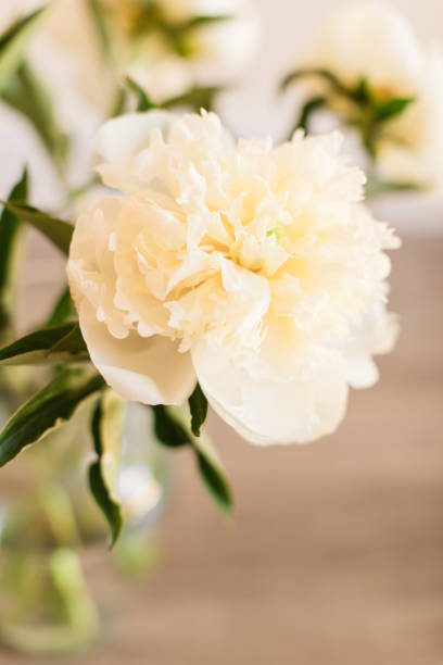 istock Creamy White Peony Flowers in Full Bloom with a Neutral-Colored Background 1322741044
