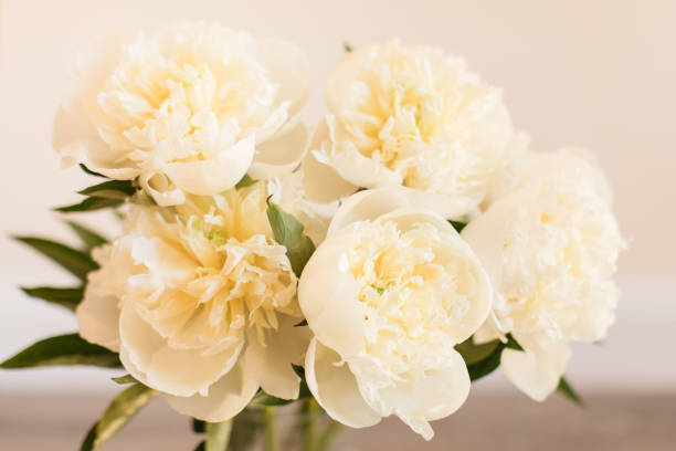 istock Creamy White Peony Flowers in Full Bloom with a Neutral-Colored Background 1322741255