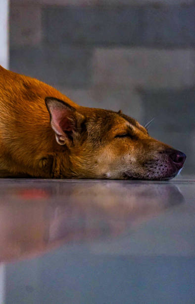 istock A close up of a cute brown dog sleeping peacefully 1322742156