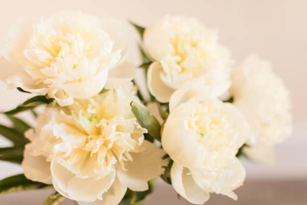 istock Creamy White Peony Flowers in Full Bloom with a Neutral-Colored Background 1322742353