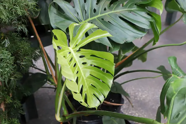 Photo of Closeup of the leaves on a swiss cheese monstera plant