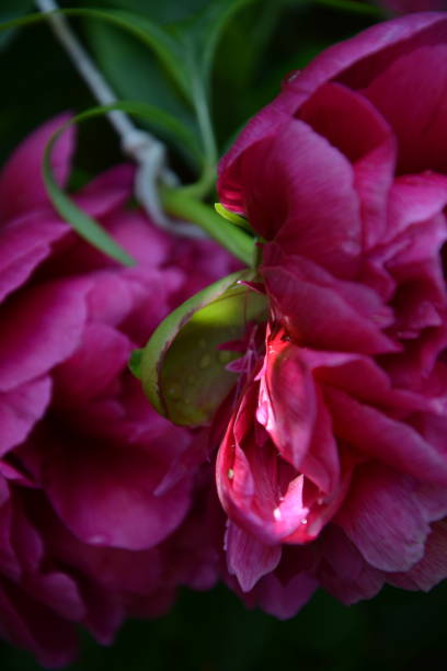 Peony Red, Peony Henry Bockstoce, Double red peony