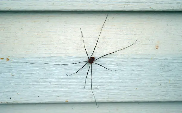 Photo of A long legged spider on vinyl siding in Missouri