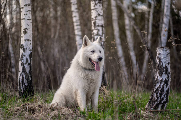 istock White dog sitting in the birch forest 1322754197