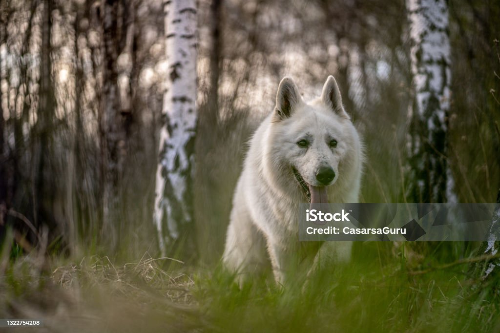 White dog portrait outdoors Animal Stock Photo