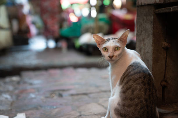istock Hungry kittens of Asia 1322754696